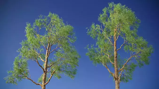 XfrogPlants Eucalyptus Mini Pack  3D Model Collection