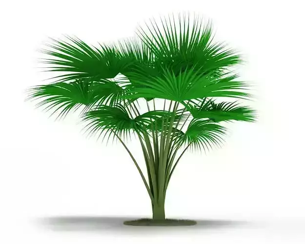 Plant Palm Tree