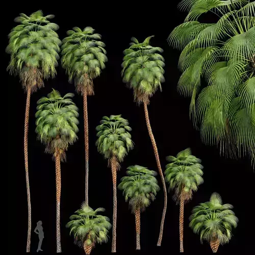 Mexican Fan Palm Washingtonia Robusta 9 trees 3D model