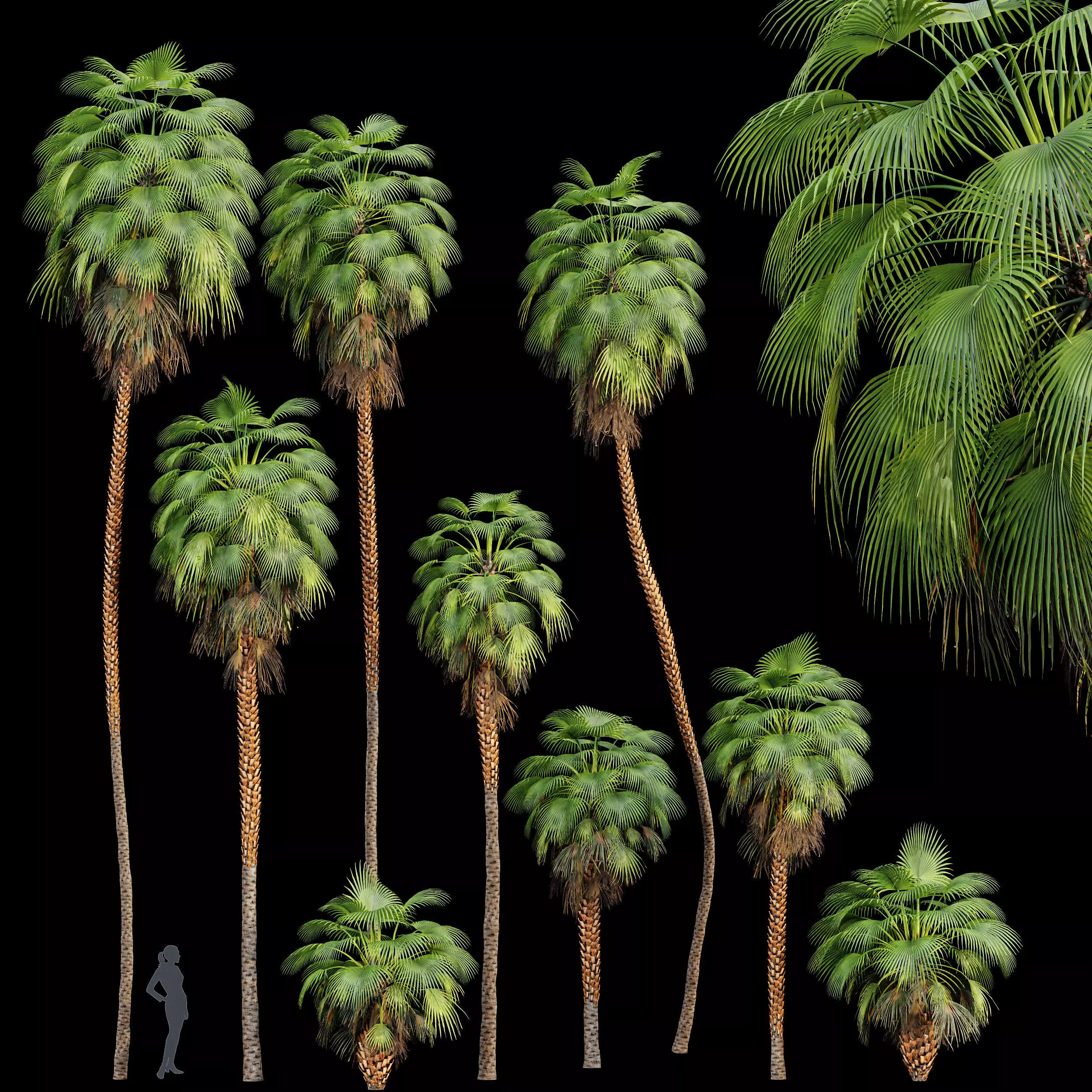 Mexican Fan Palm Washingtonia Robusta 9 trees 3D model_0