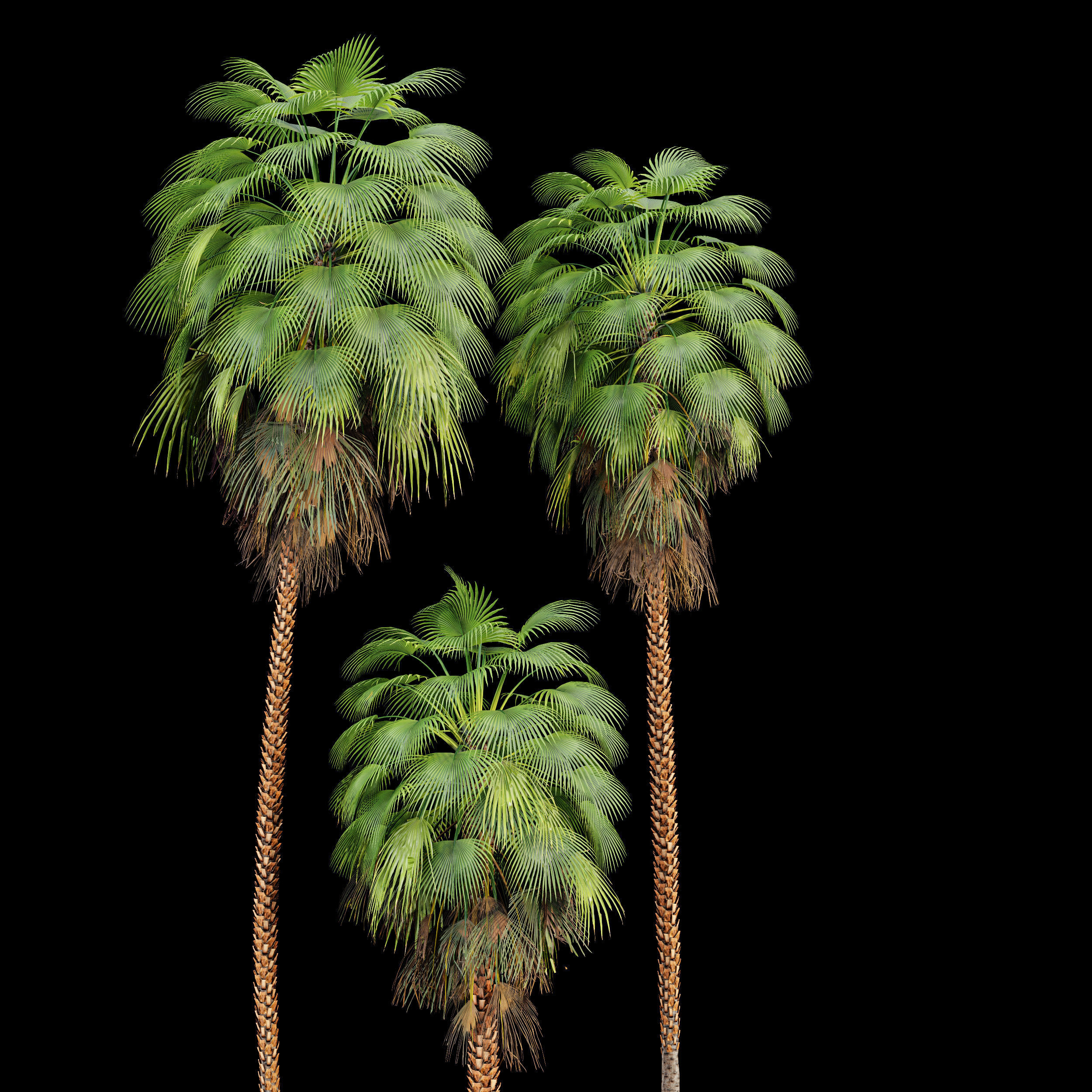 Mexican Fan Palm Washingtonia Robusta 9 trees 3D model_3