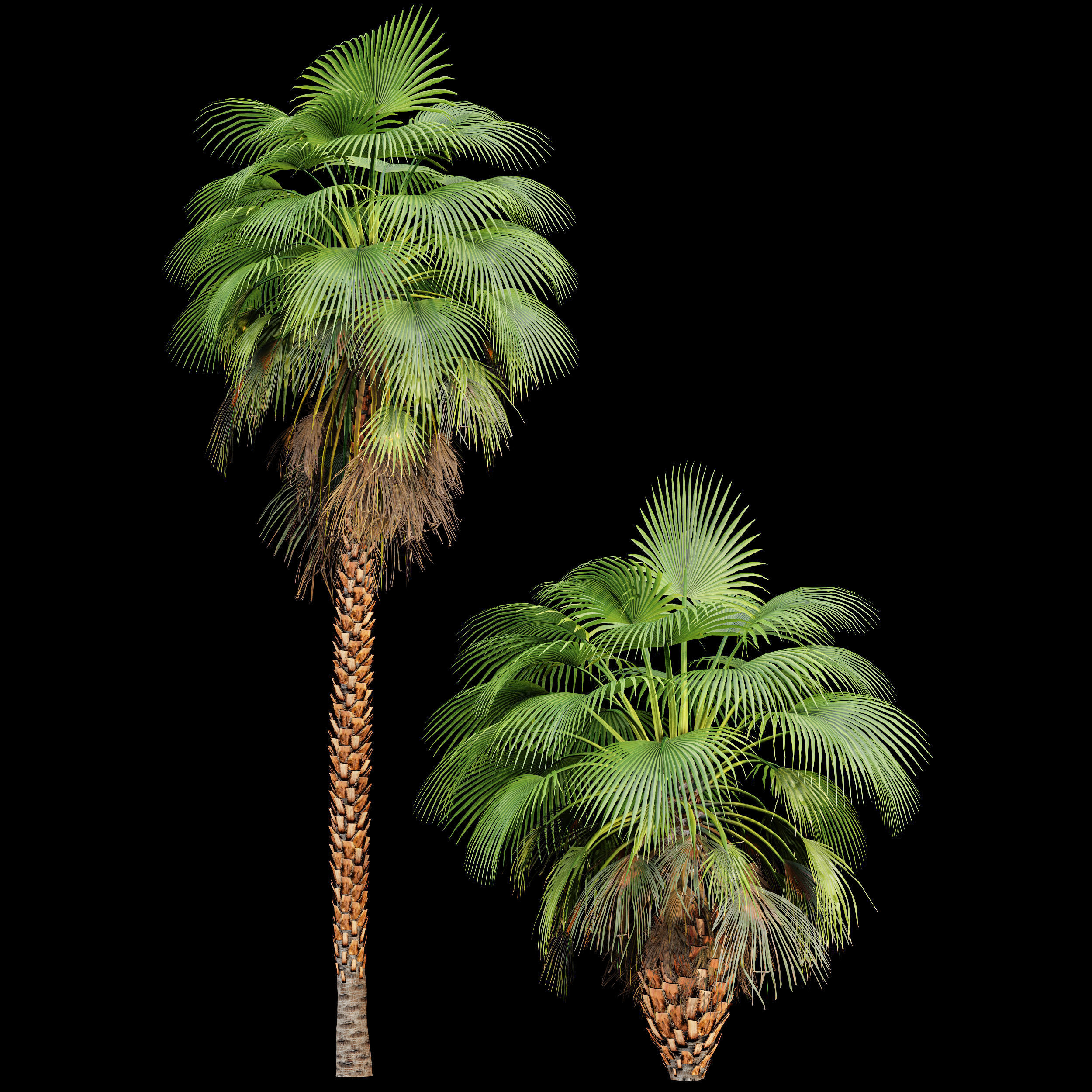 Mexican Fan Palm Washingtonia Robusta 9 trees 3D model_1