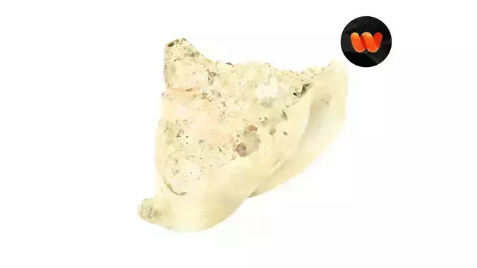 Seashell Raw Scanned