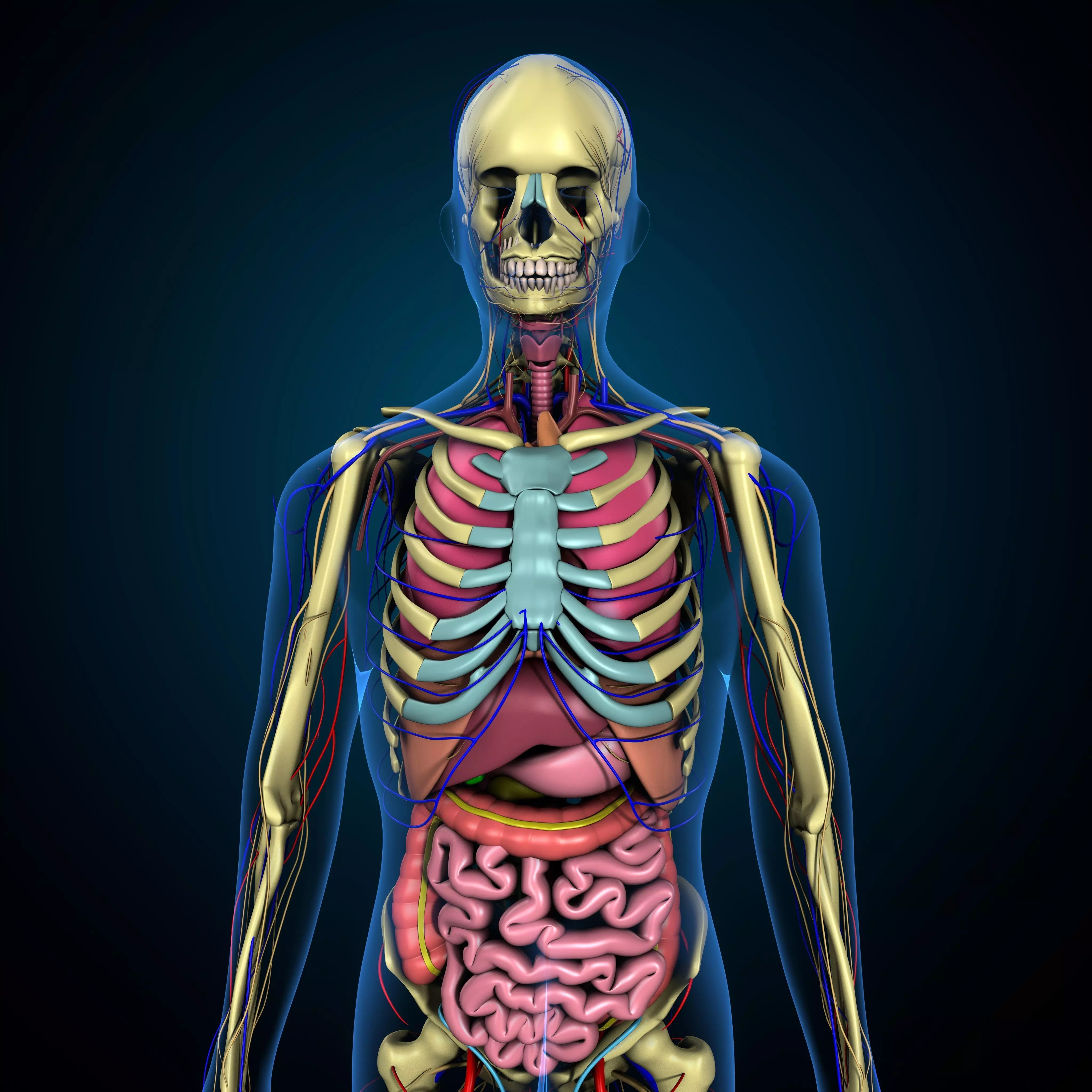 3d human male complete anatomy system 3D model 3D model