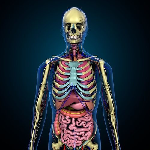 3d human male complete anatomy system 3D model 3D model