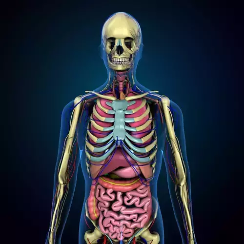 3d human male complete anatomy system 3D model 3D model