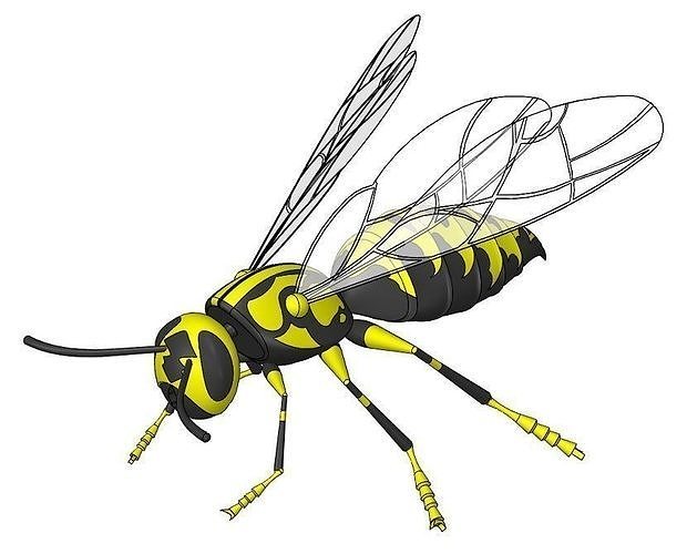 Wasp model Free 3D model