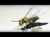 Wasp model Free 3D model_1