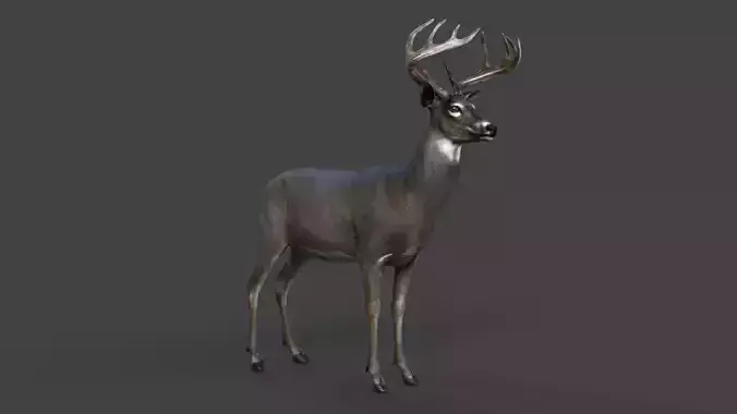 Male Deer