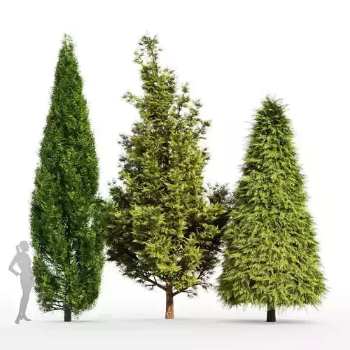 3Tree - Cone shaped Leyland cypress Rocky Mountain 3D model