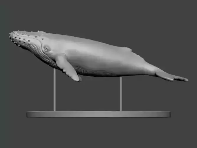 3D Model-ANIMAL Humpback Whale