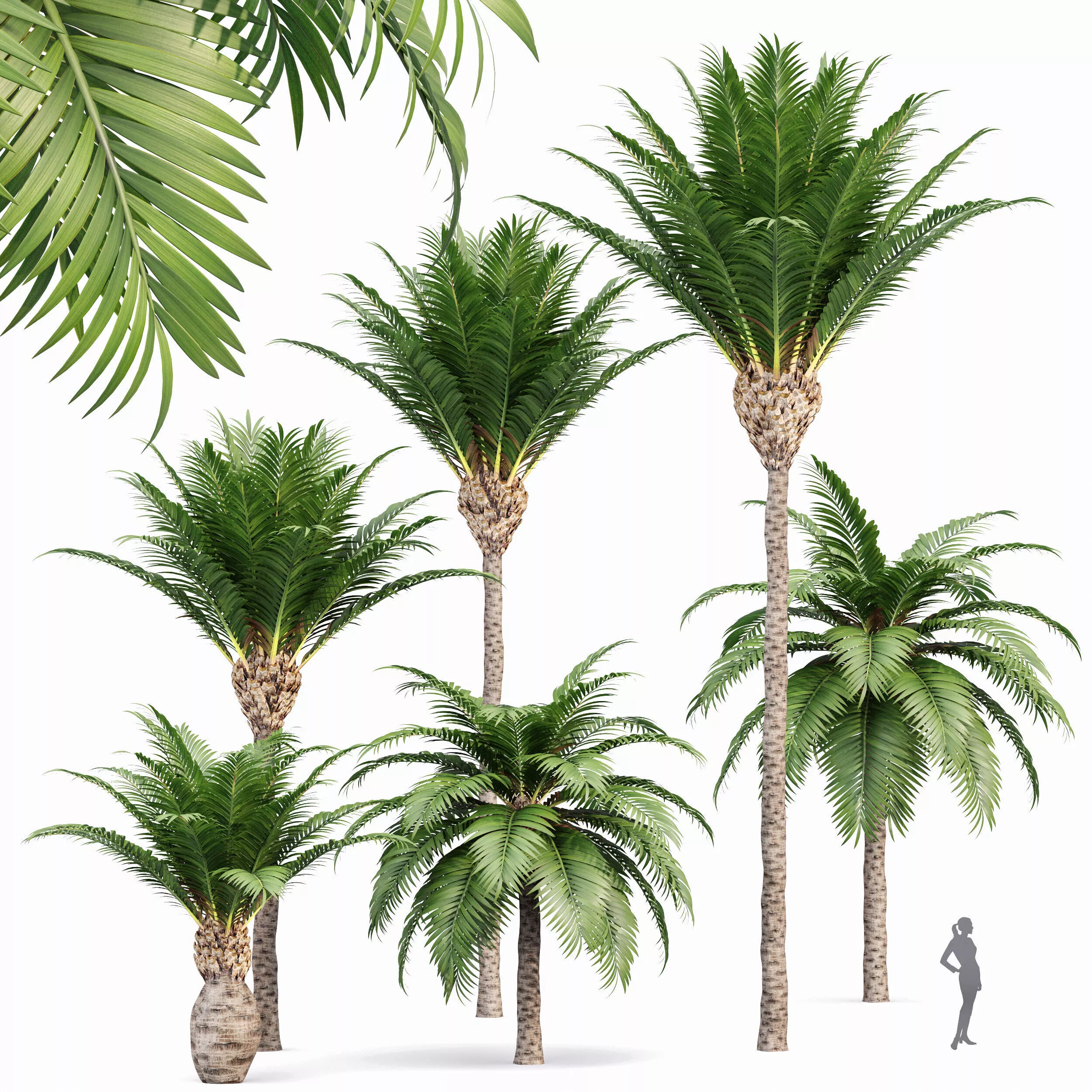 Canary Island Date Palm Phoenix Canariensis 6 Trees 3D model