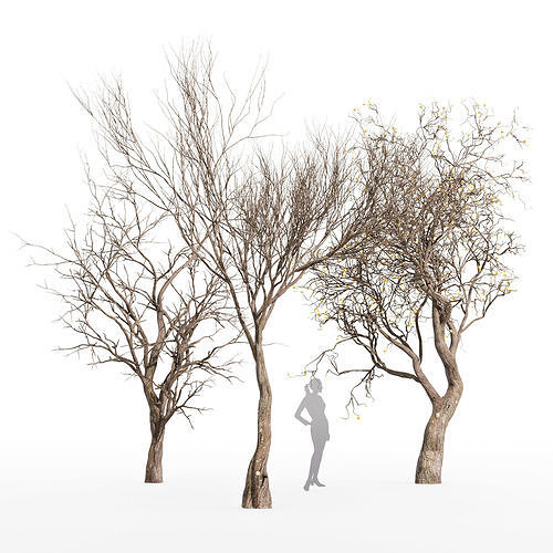 3tree - silhouette Dry Tree Or Dead 3D model