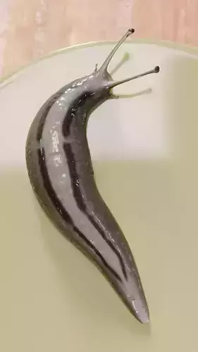slug slug slug snail on plate
