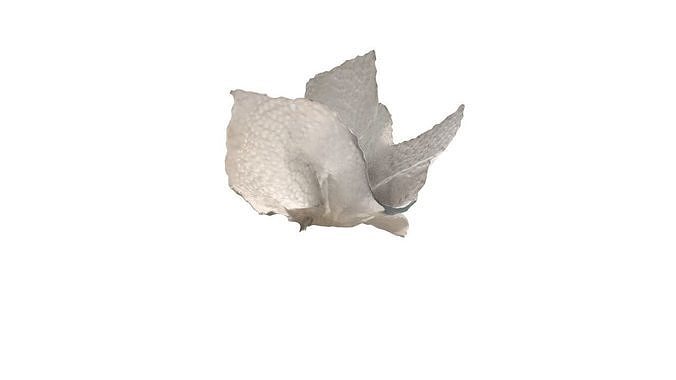 Crumpled scottex 3D model