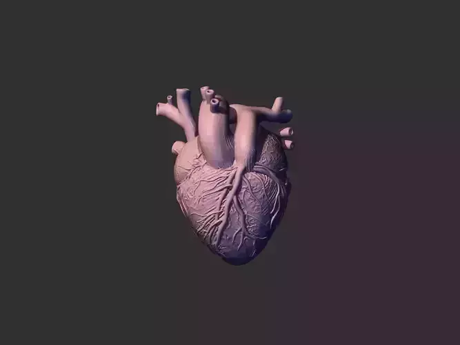 HEART ANATOMY 3D print model