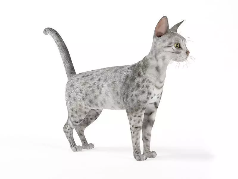 White House Cat 3D model_0