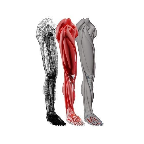 leg anatomy 3D model