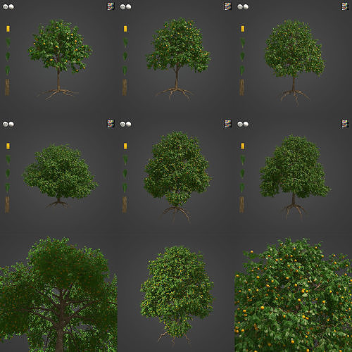 2021 PBR Kei Apple Collection - Dovyalis Caffra  3D model