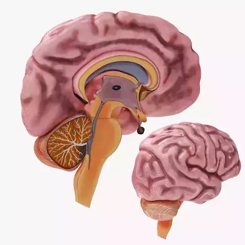 Full Brain Anatomy Low-poly 3D model