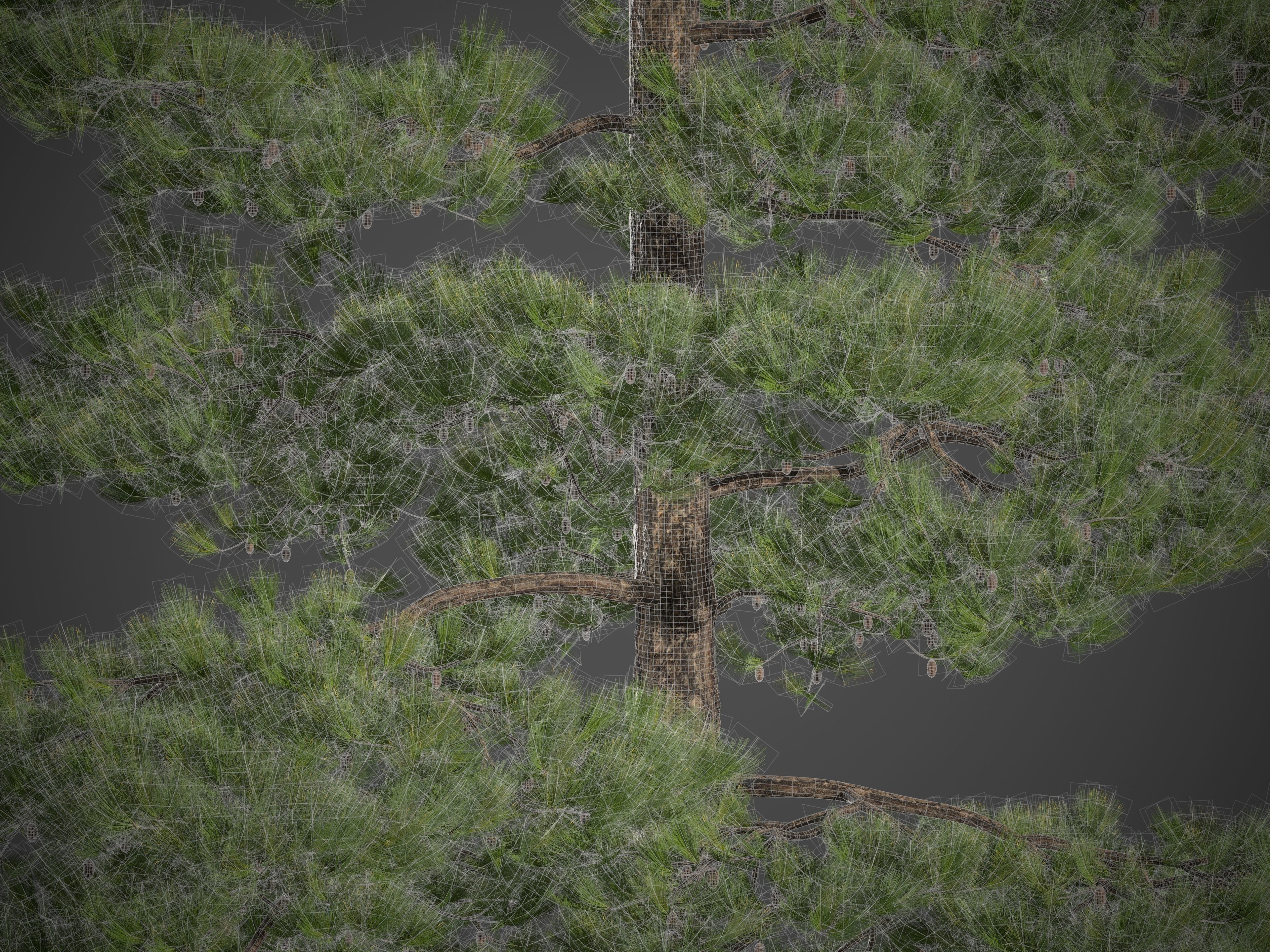 2021 Ponderosa Pine Collection - Pinus Ponderosa 3D model_9