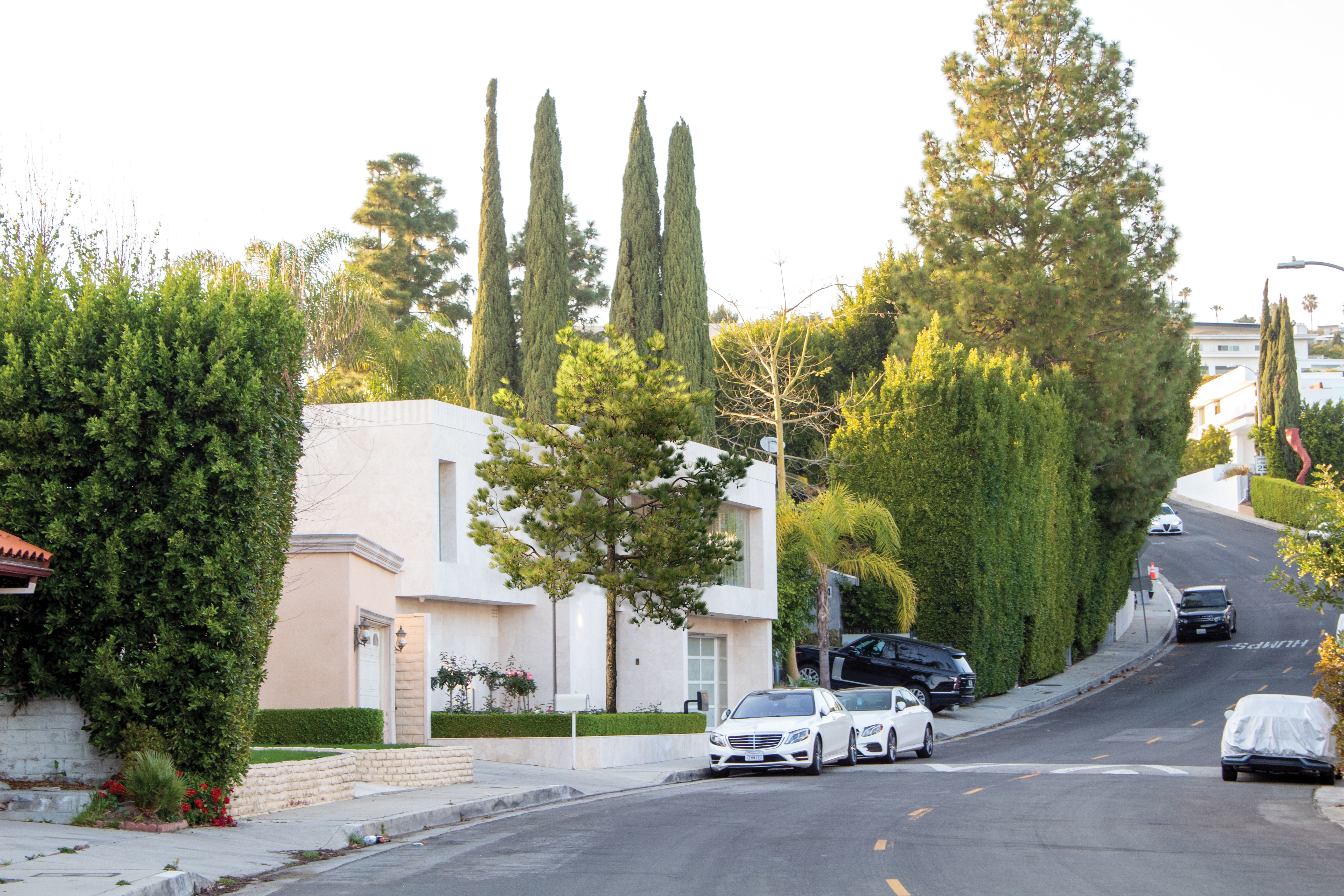 2021 Ponderosa Pine Collection - Pinus Ponderosa 3D model_2