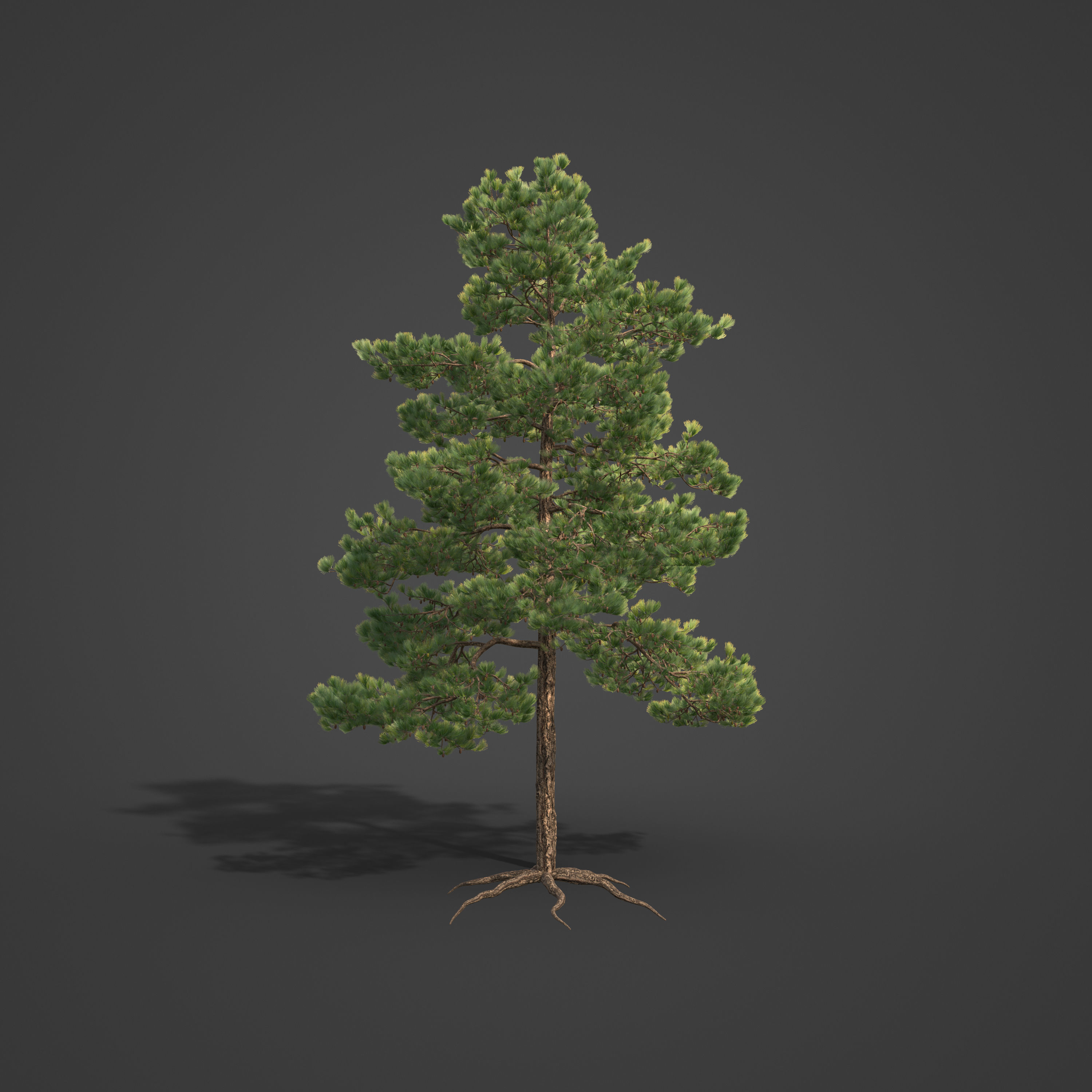 2021 Ponderosa Pine Collection - Pinus Ponderosa 3D model_5