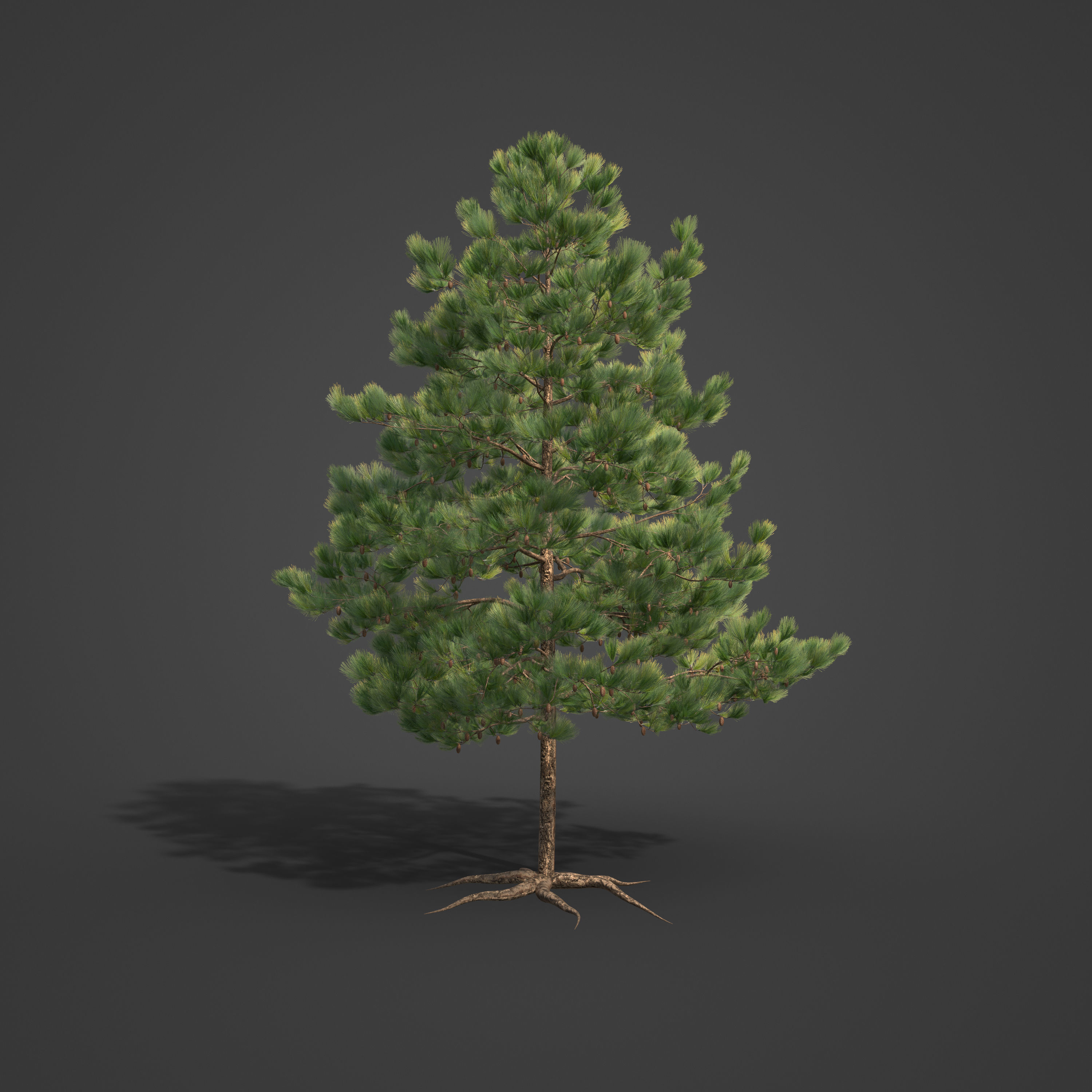 2021 Ponderosa Pine Collection - Pinus Ponderosa 3D model_7