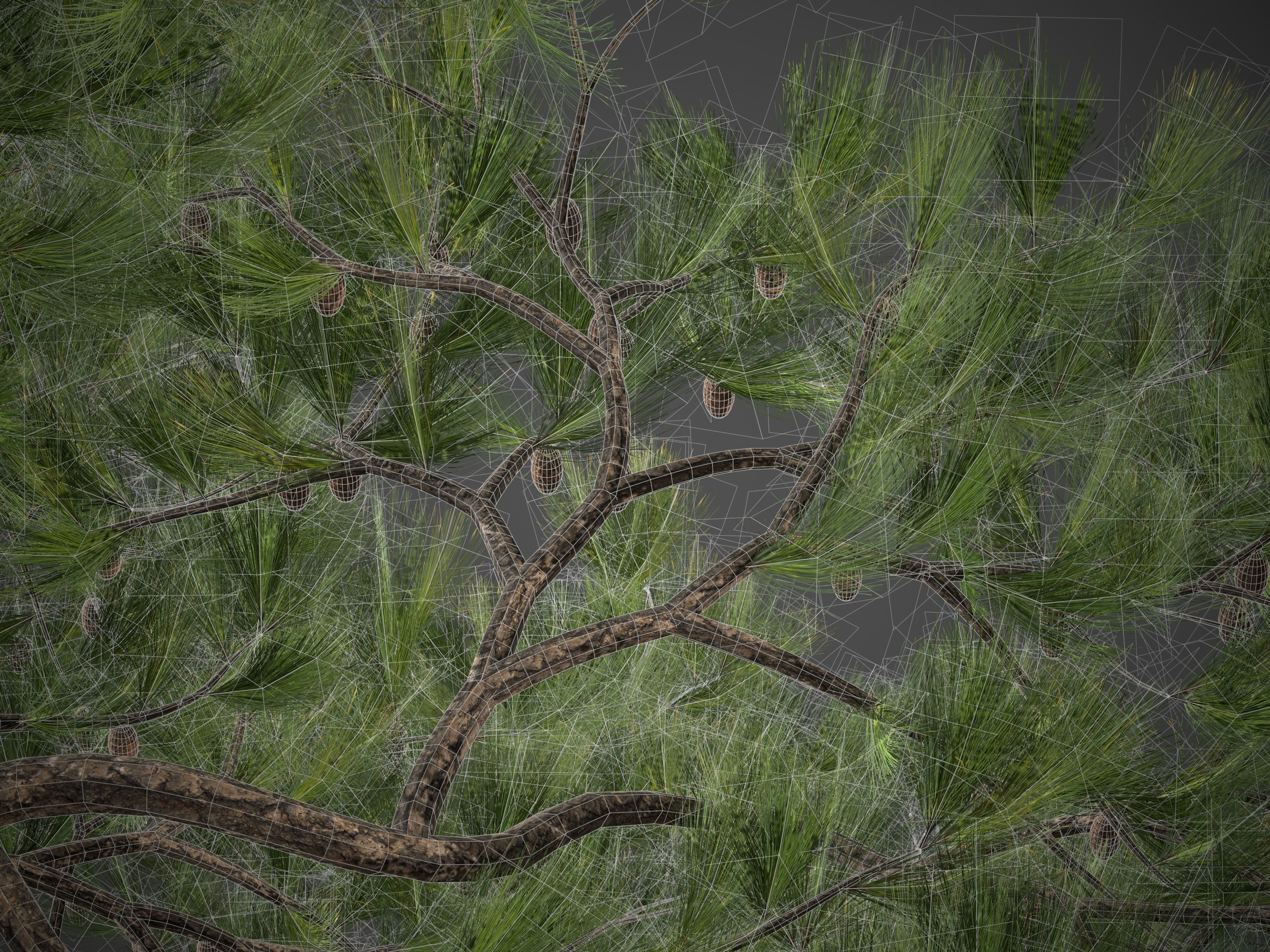 2021 Ponderosa Pine Collection - Pinus Ponderosa 3D model_8