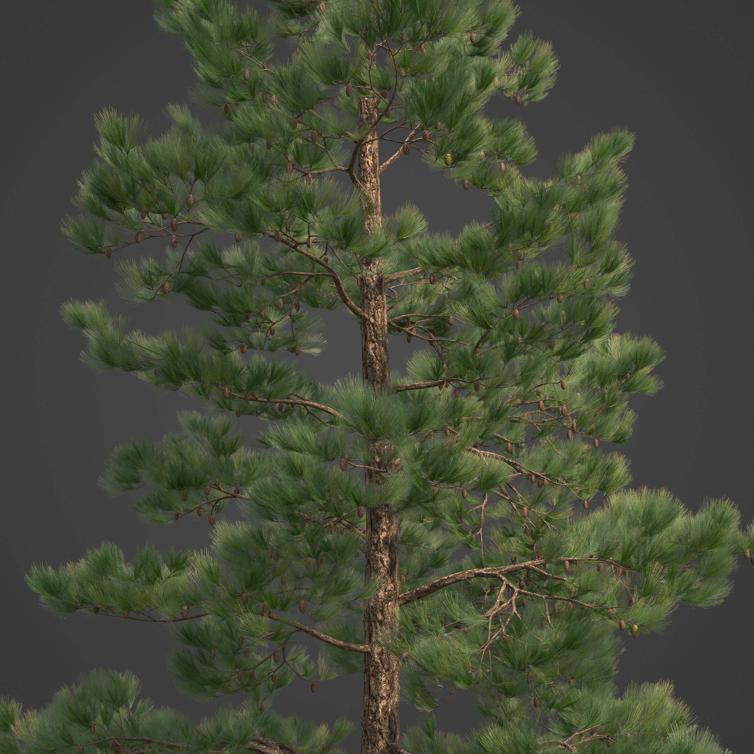 2021 Ponderosa Pine Collection - Pinus Ponderosa 3D model_3