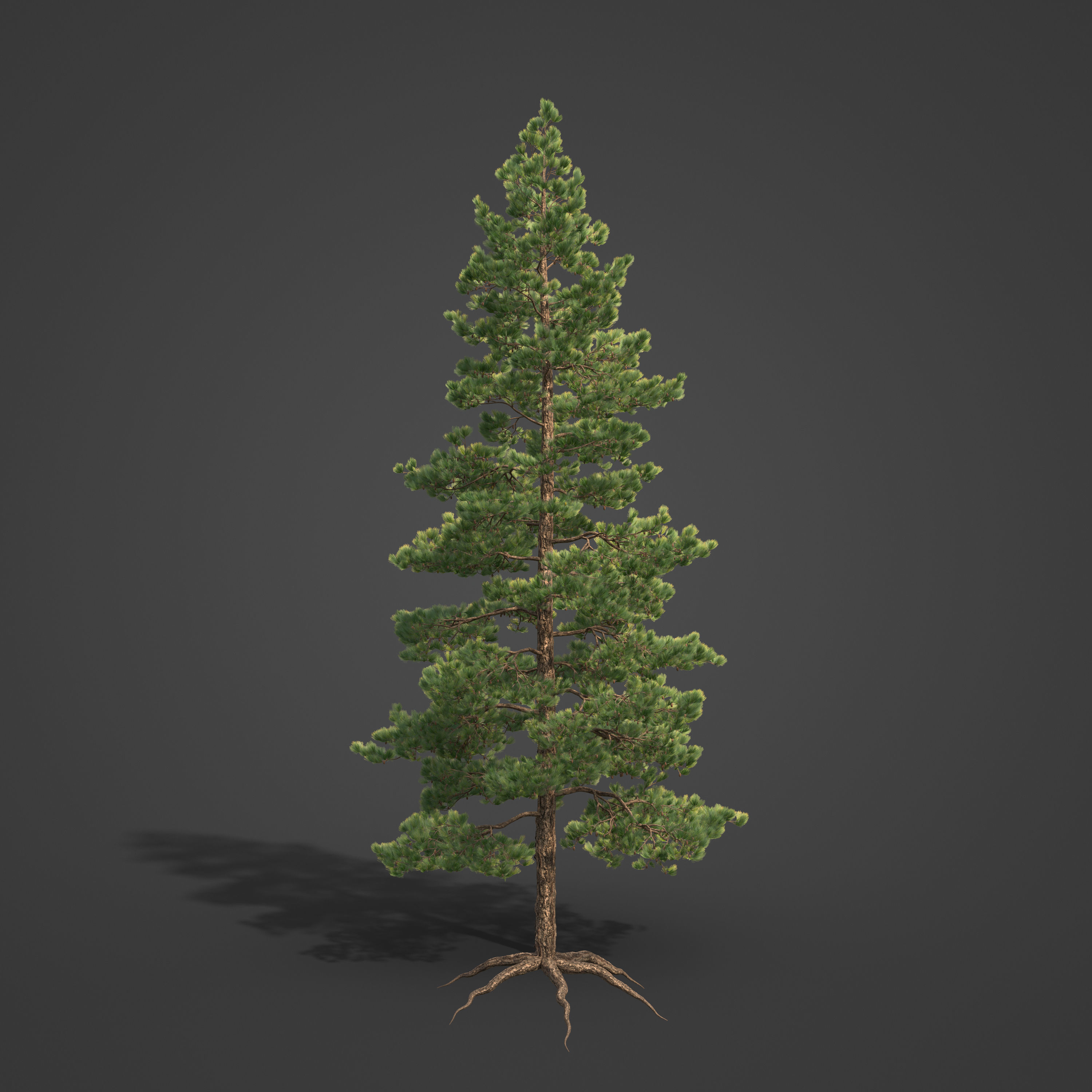 2021 Ponderosa Pine Collection - Pinus Ponderosa 3D model_6