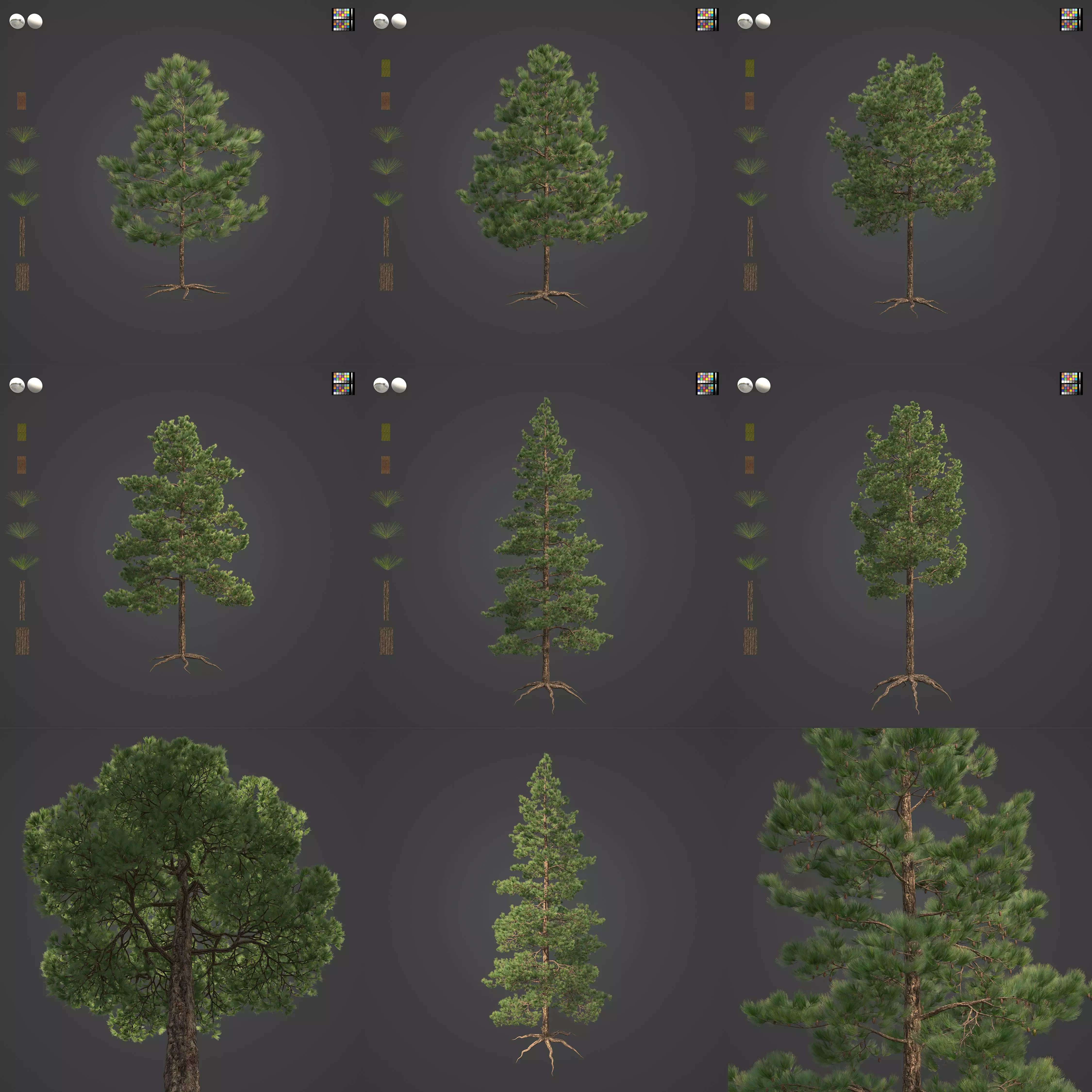 2021 Ponderosa Pine Collection - Pinus Ponderosa 3D model_0