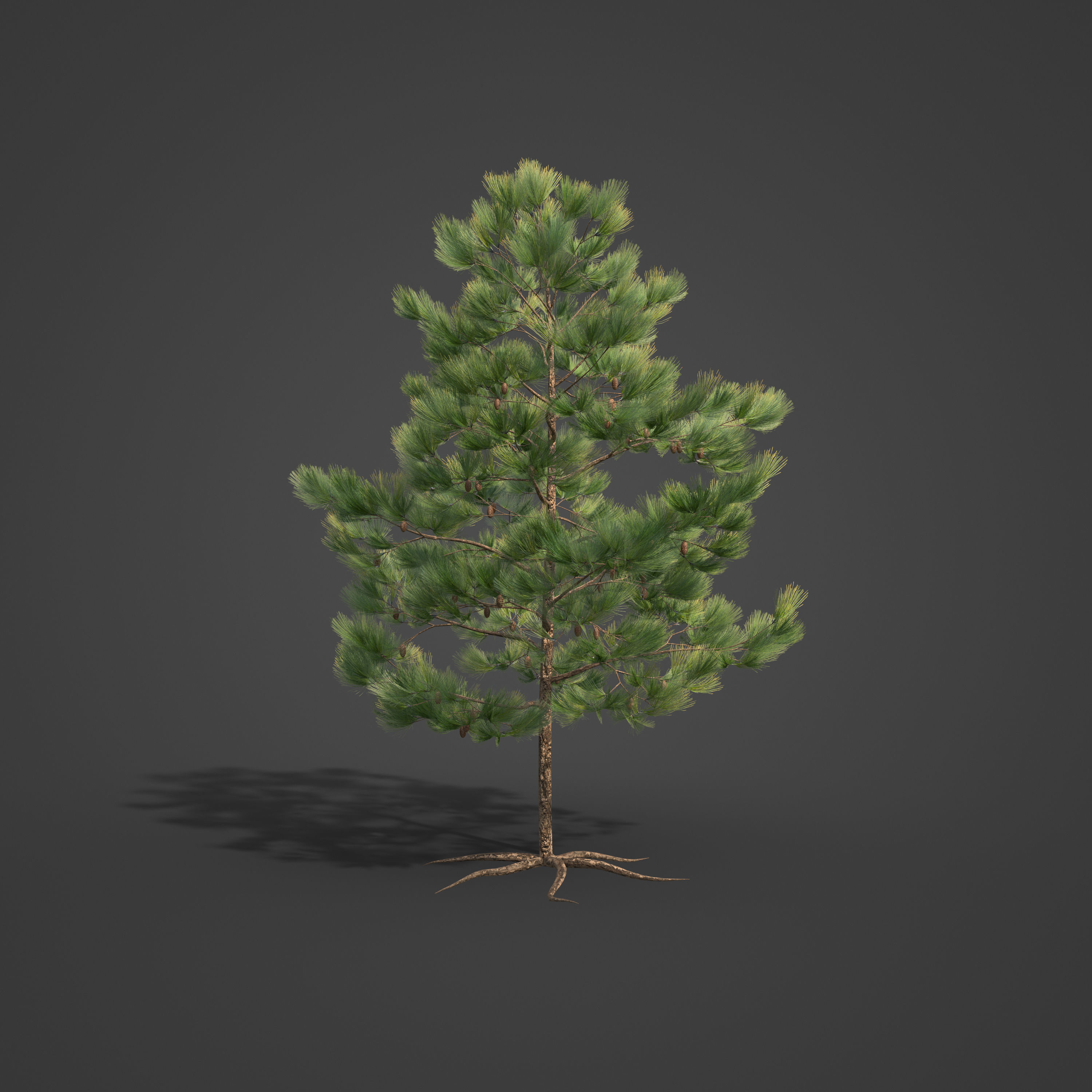 2021 Ponderosa Pine Collection - Pinus Ponderosa 3D model_4