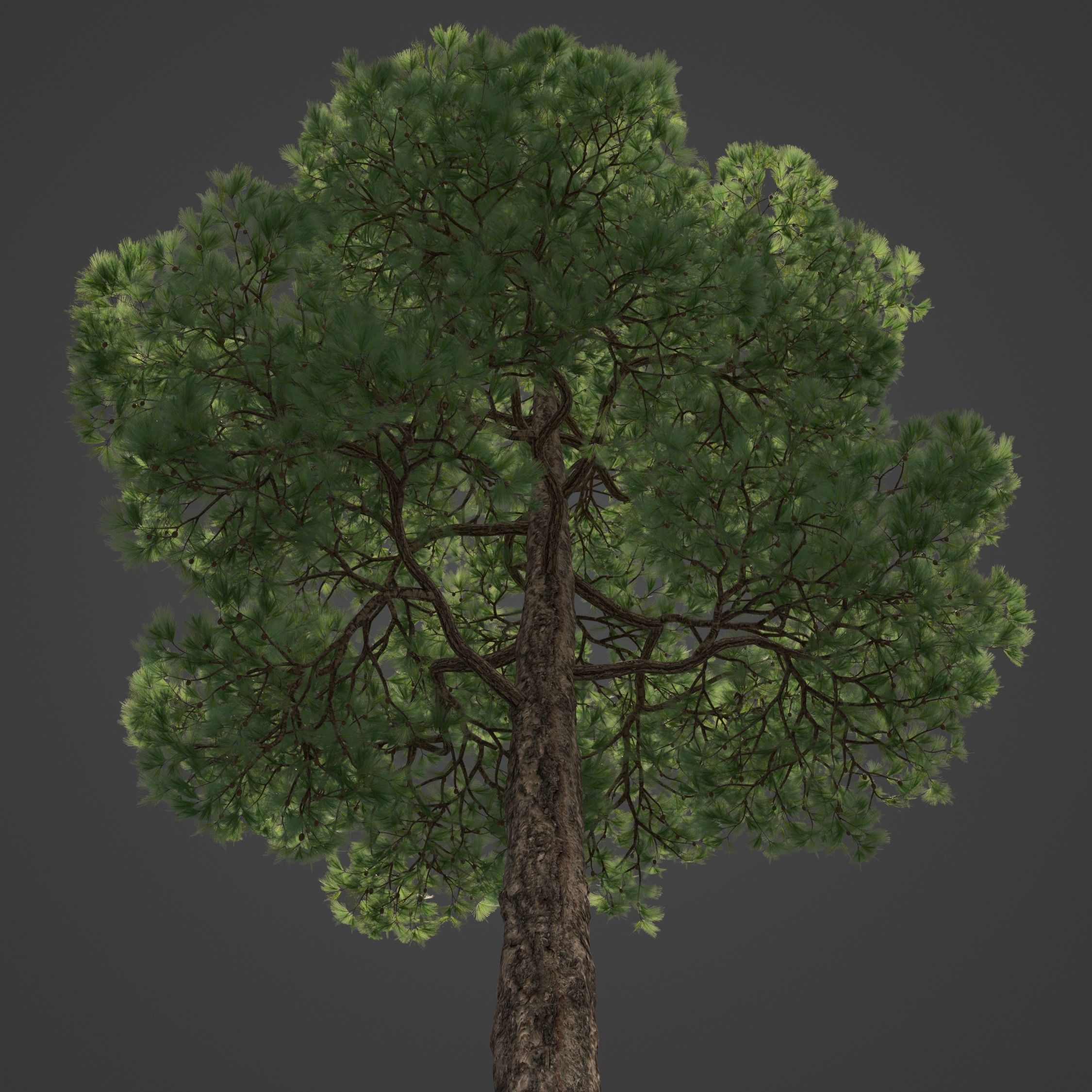 2021 Ponderosa Pine Collection - Pinus Ponderosa 3D model_10