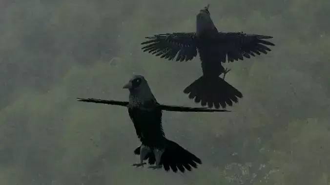 Crow Bird 3D model