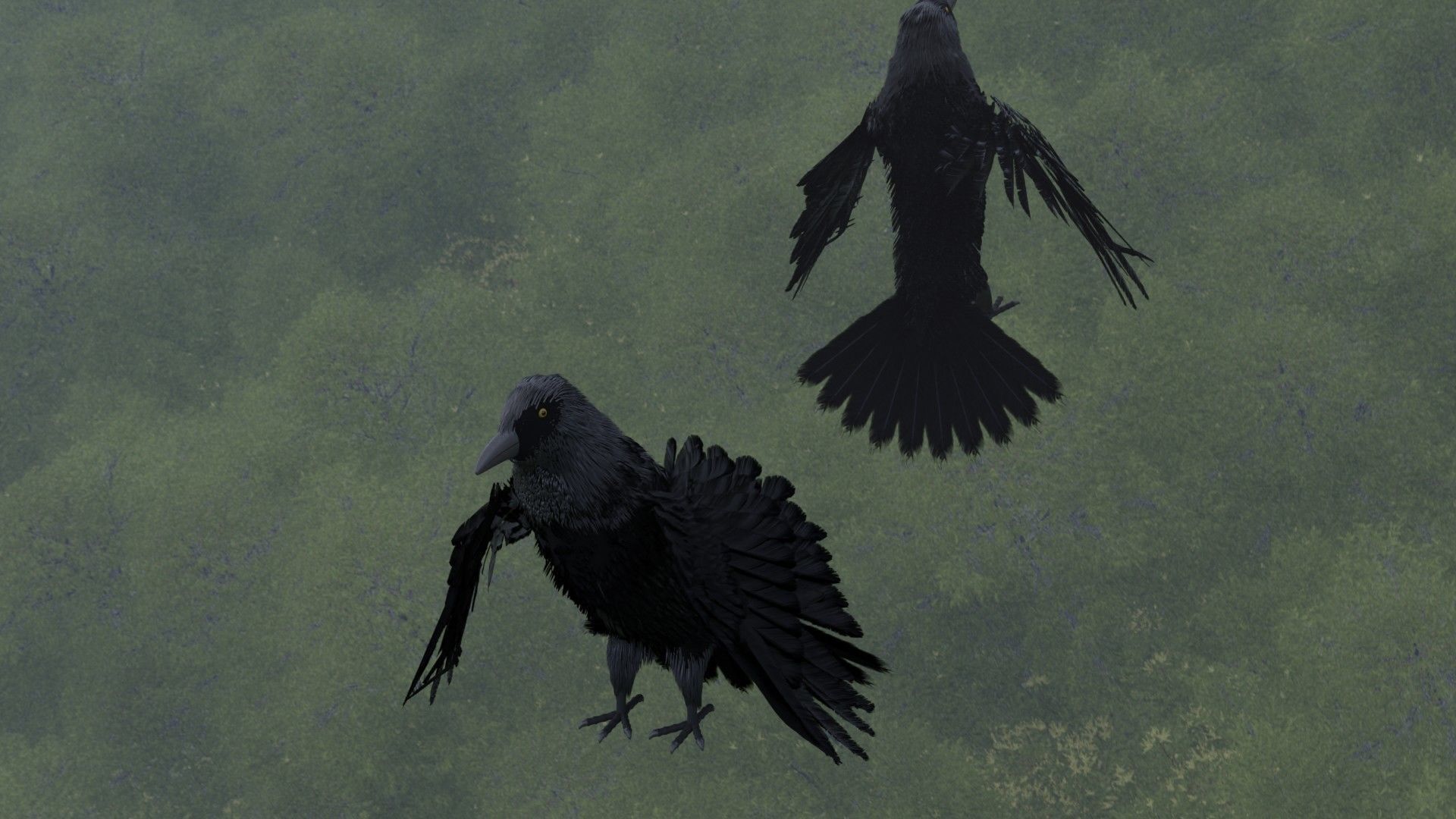 Crow Bird 3D model_5