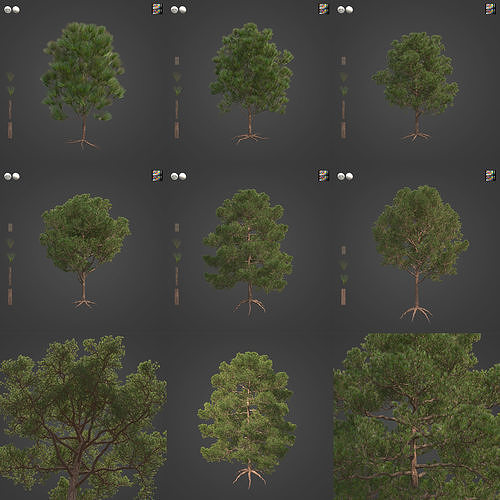 2021 PBR Monterey Pine Collection - Pinus Radiata  3D model