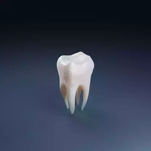 Tooth Free 3D model