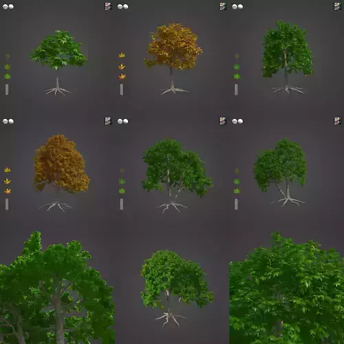 2021 PBR Oriental Planetree Collection - Platanus Orientalis 