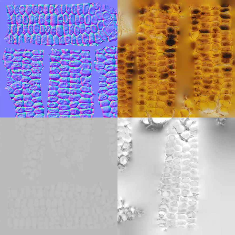 Corn  3D model_10