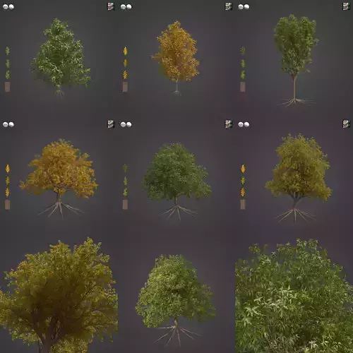 2021 PBR Pyrenean Oak Collection - Quercus Pyrenaica 