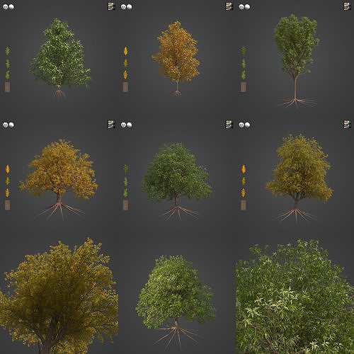 2021 PBR Pyrenean Oak Collection - Quercus Pyrenaica  3D model