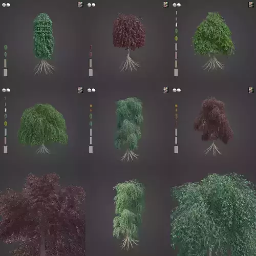 2021 PBR Weeping European Beech - Fagus Sylvatica Pendula