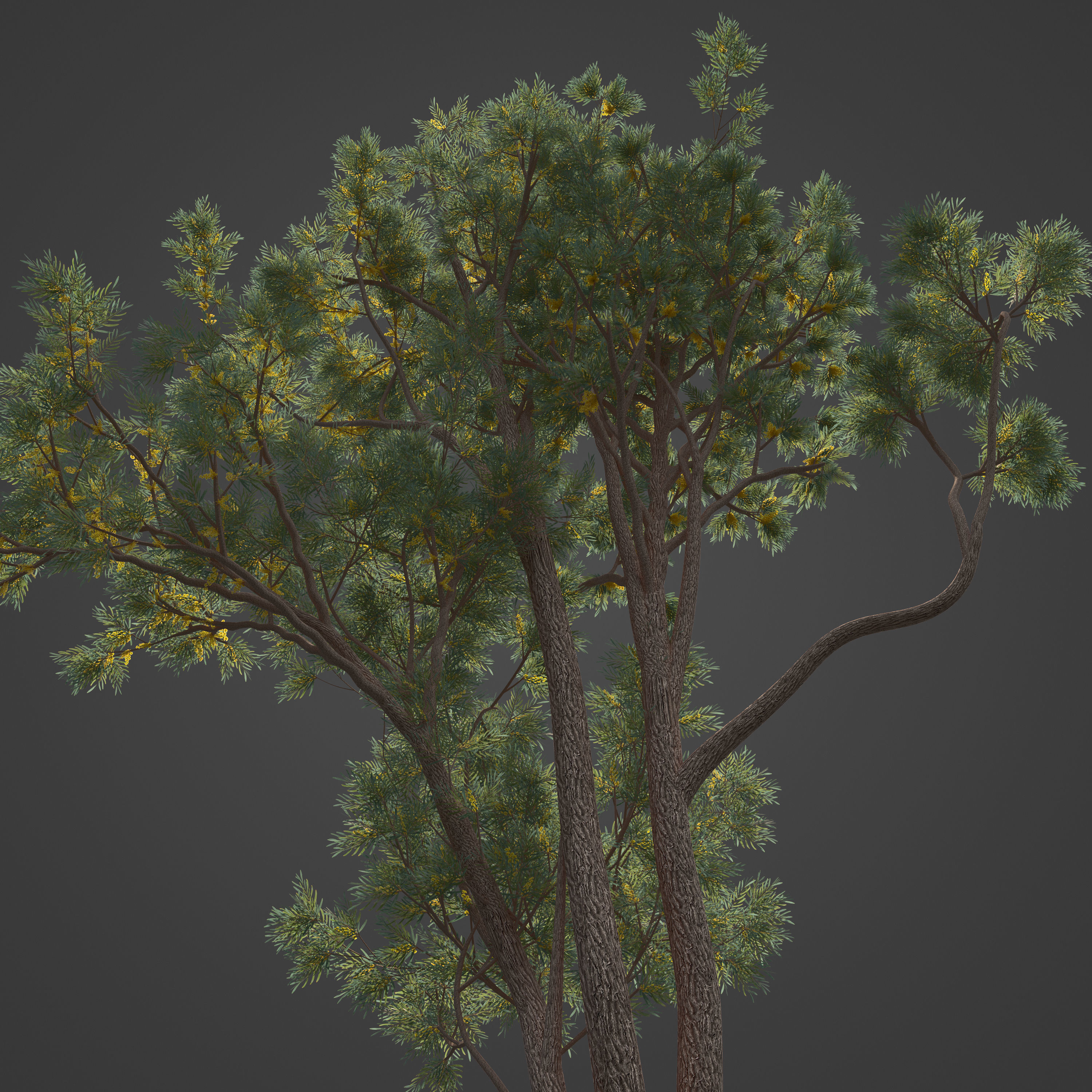 2021 PBR Brigalow Collection - Acacia Harpophylla 3D model_7