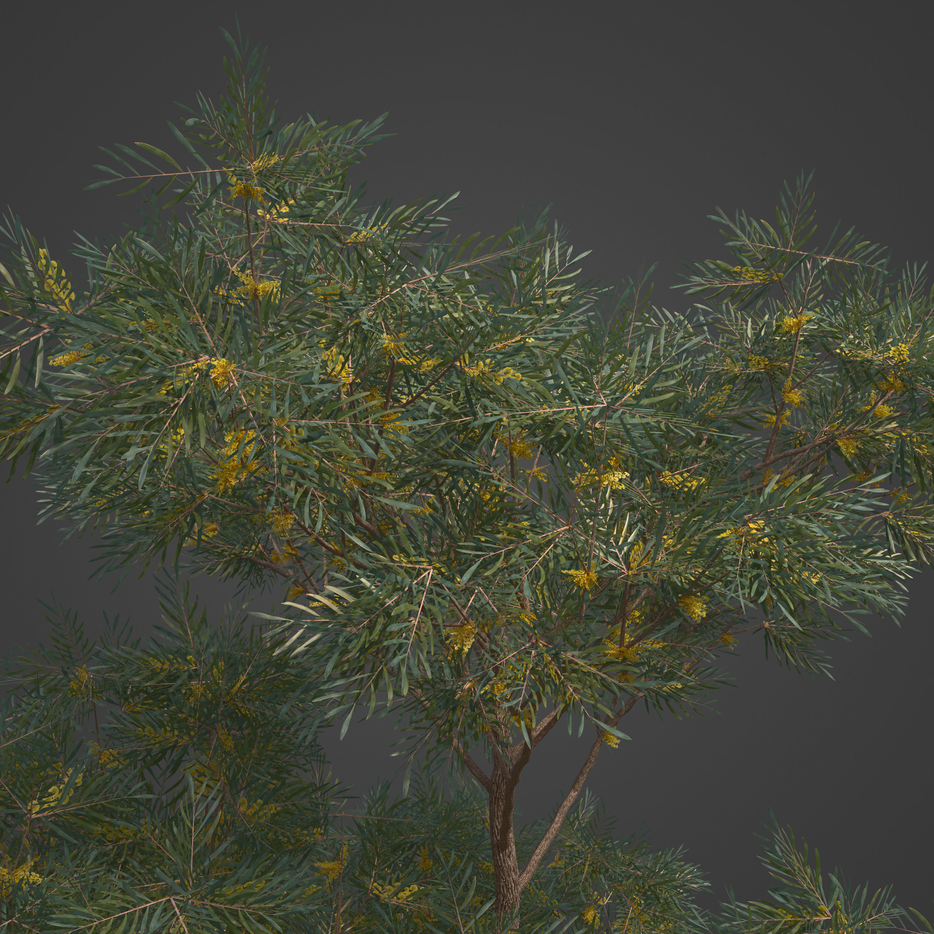 2021 PBR Brigalow Collection - Acacia Harpophylla 3D model_8