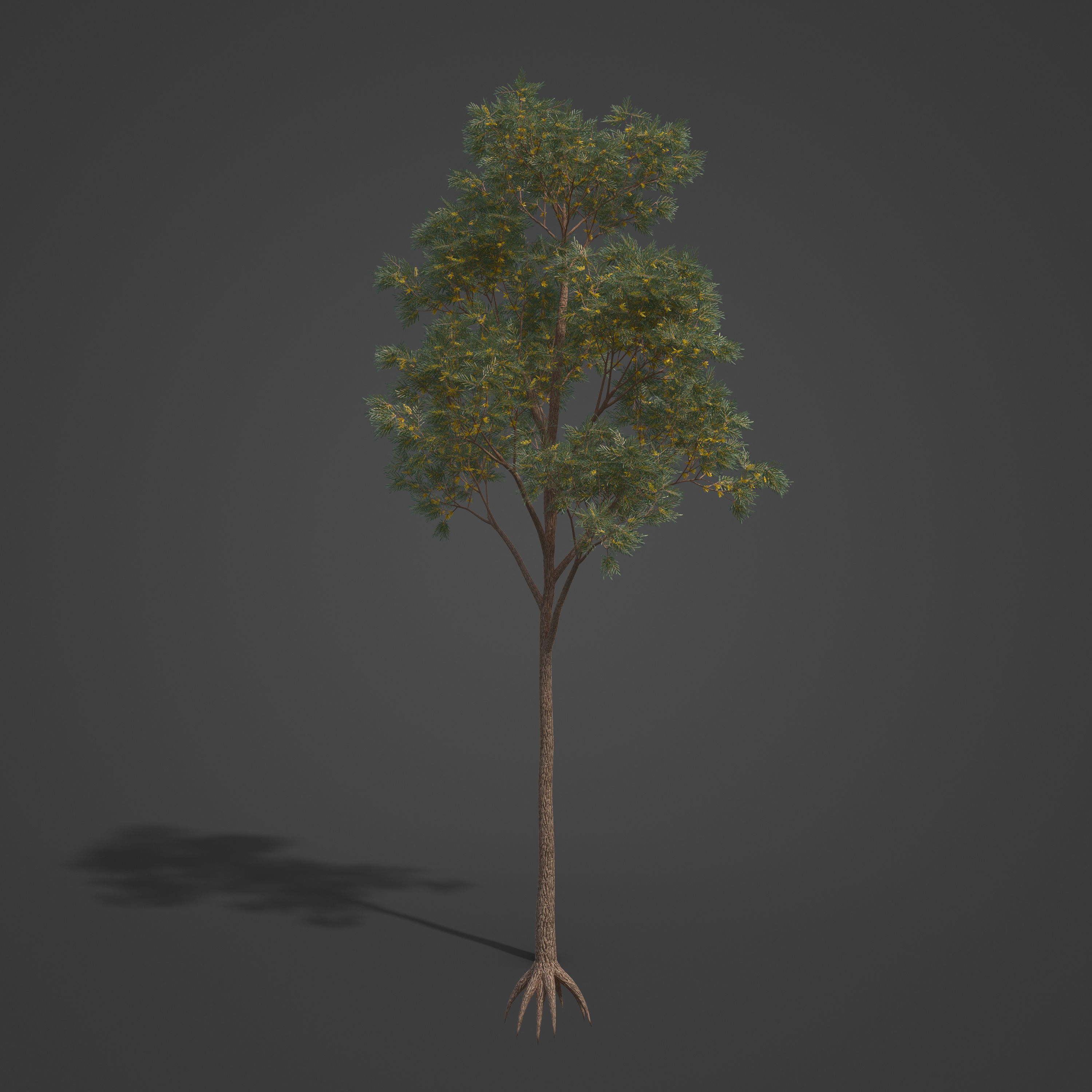 2021 PBR Brigalow Collection - Acacia Harpophylla 3D model_5