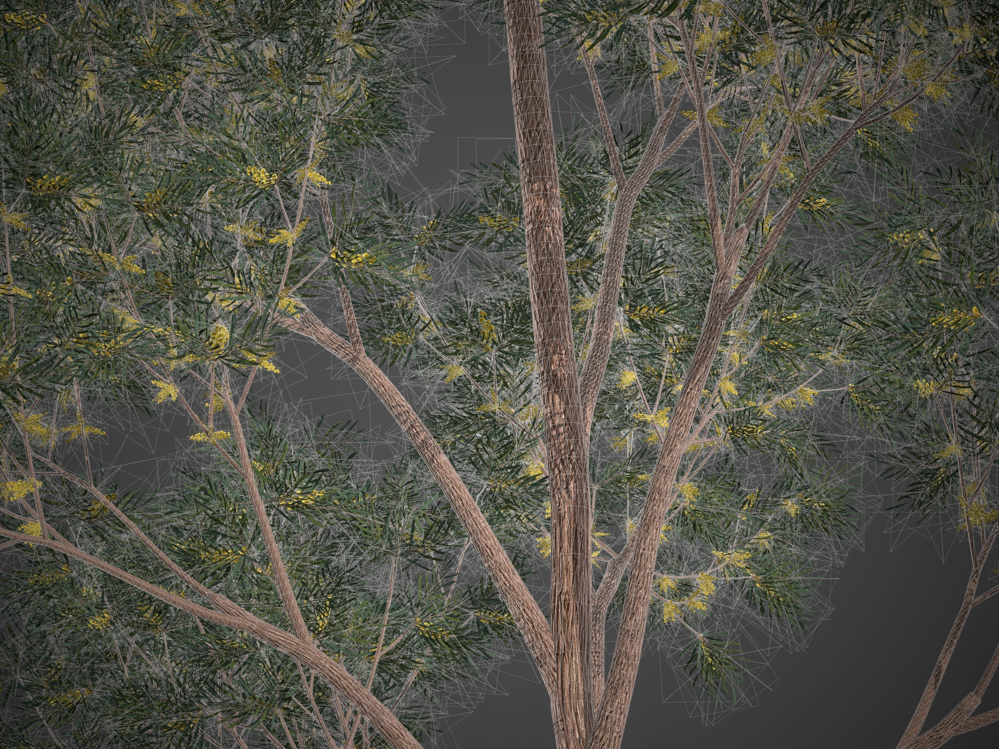 2021 PBR Brigalow Collection - Acacia Harpophylla 3D model_9