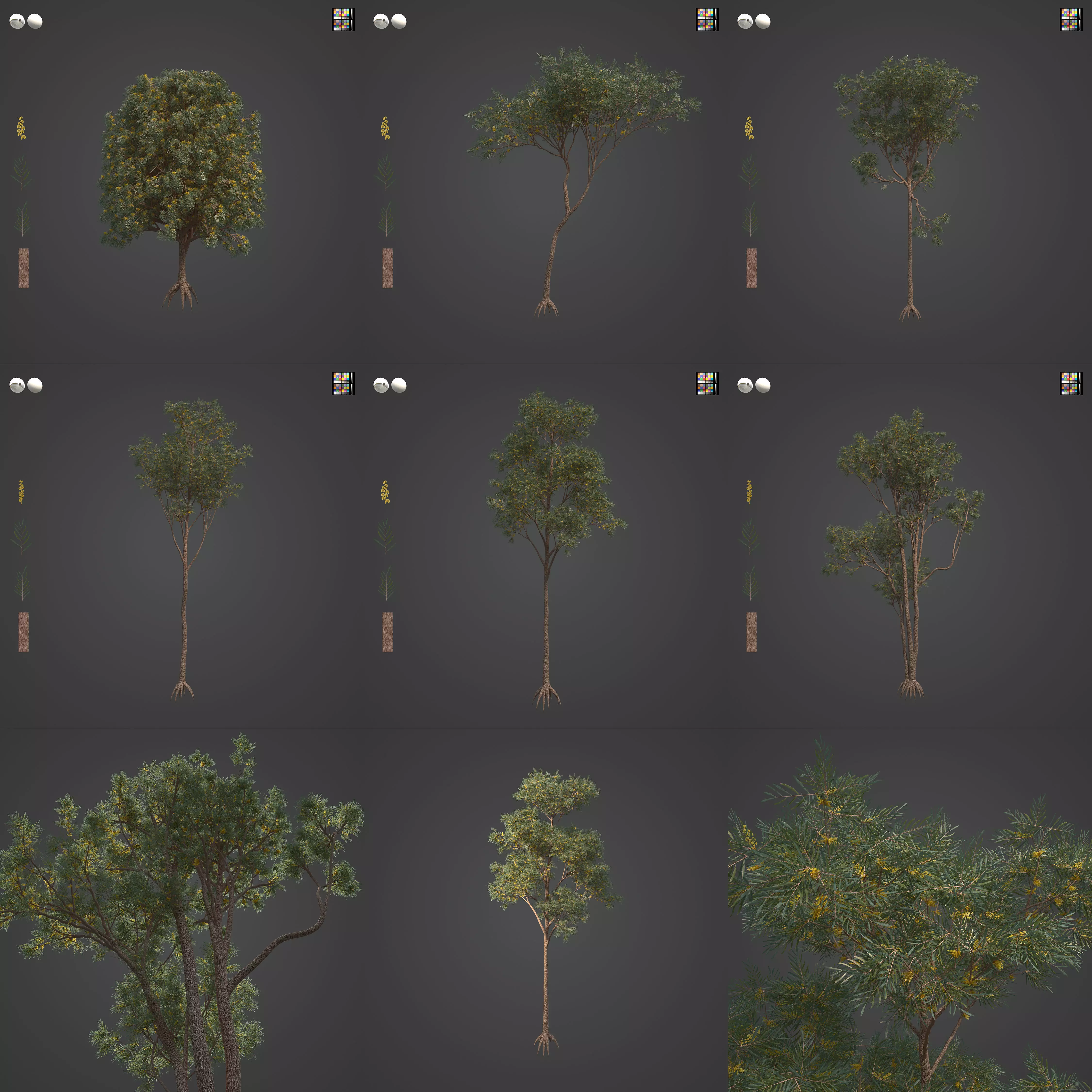 2021 PBR Brigalow Collection - Acacia Harpophylla 3D model_0