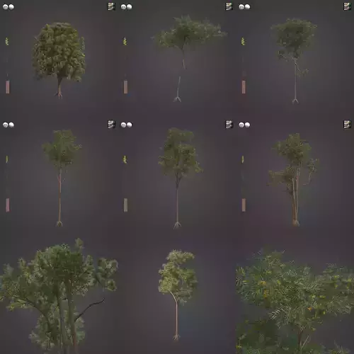 2021 PBR Brigalow Collection - Acacia Harpophylla  3D model