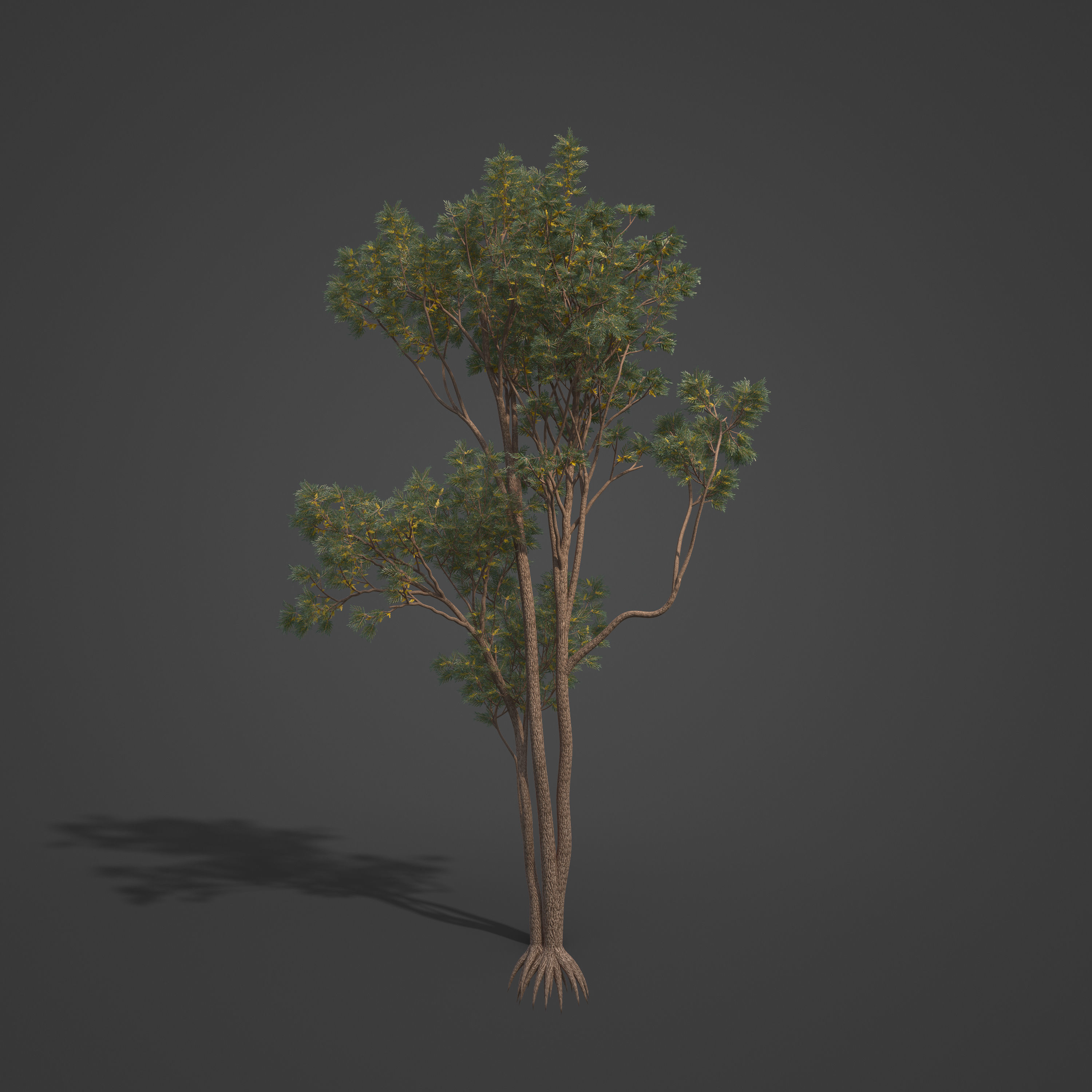 2021 PBR Brigalow Collection - Acacia Harpophylla 3D model_6